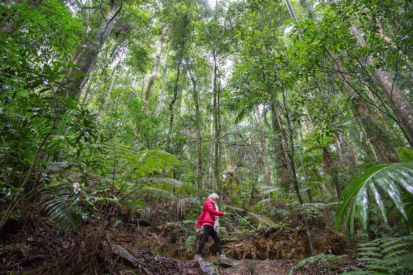 Bushwalking at Mt Glorious | 10 ways to experience Moreton Bay