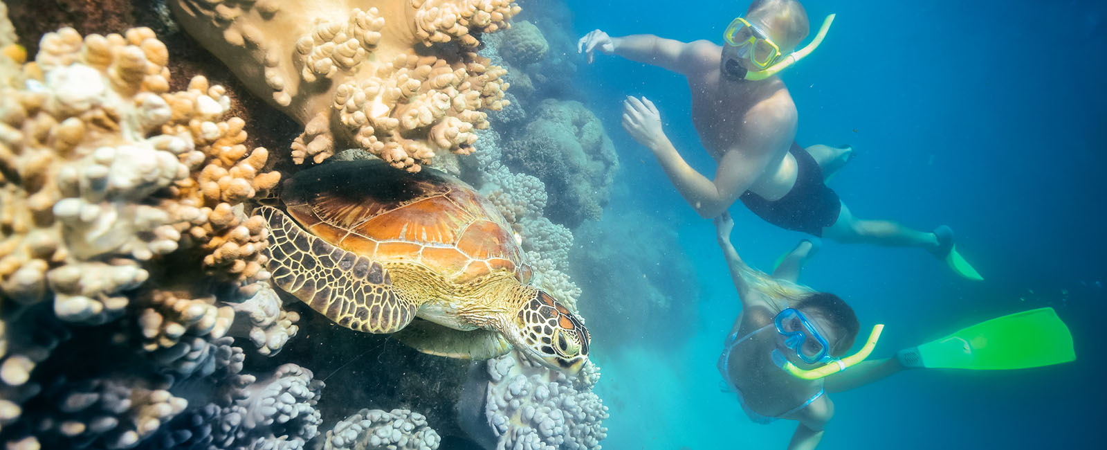 A sea turtle emerging from coral as two snorkellers watch from a distance