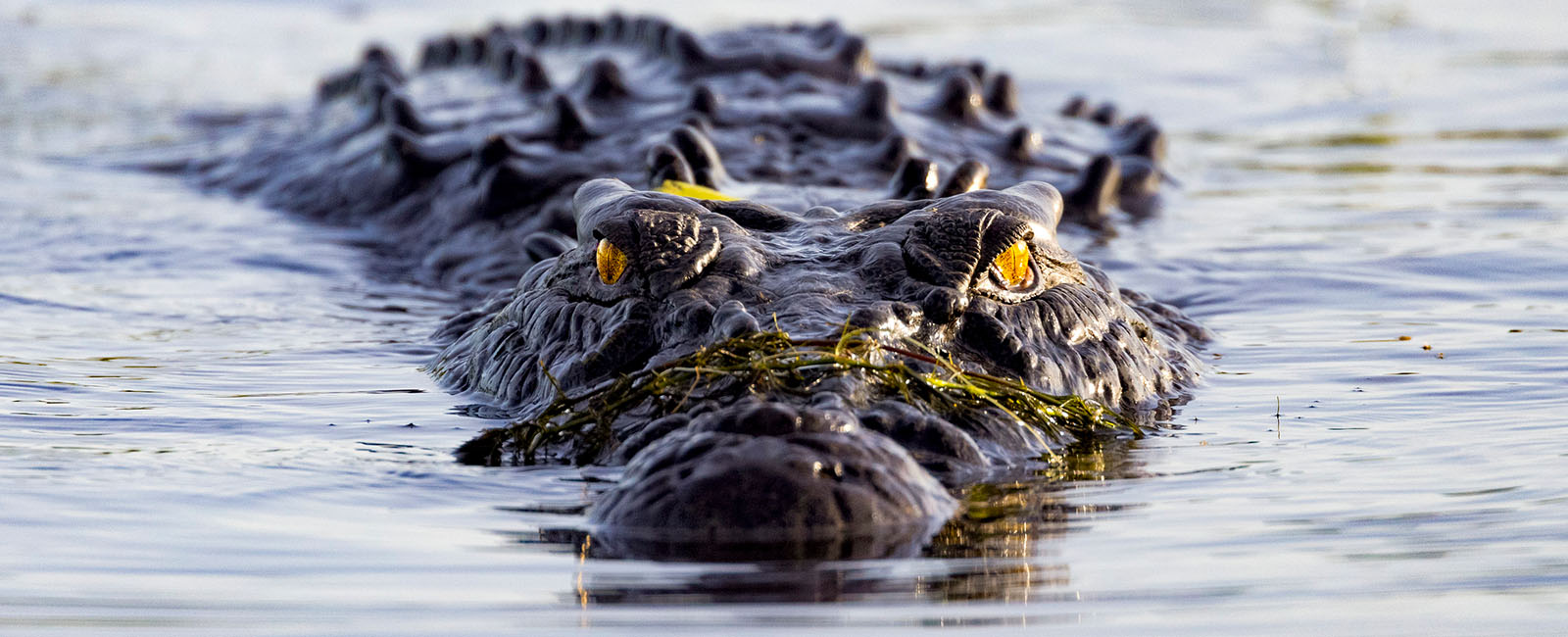 the eyes and snout of a crocodile protude from water