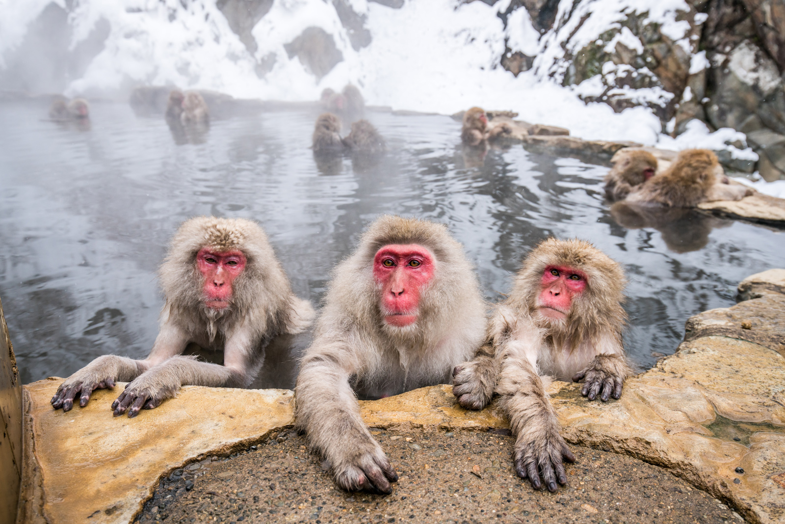 Snow Monkeys in Japan