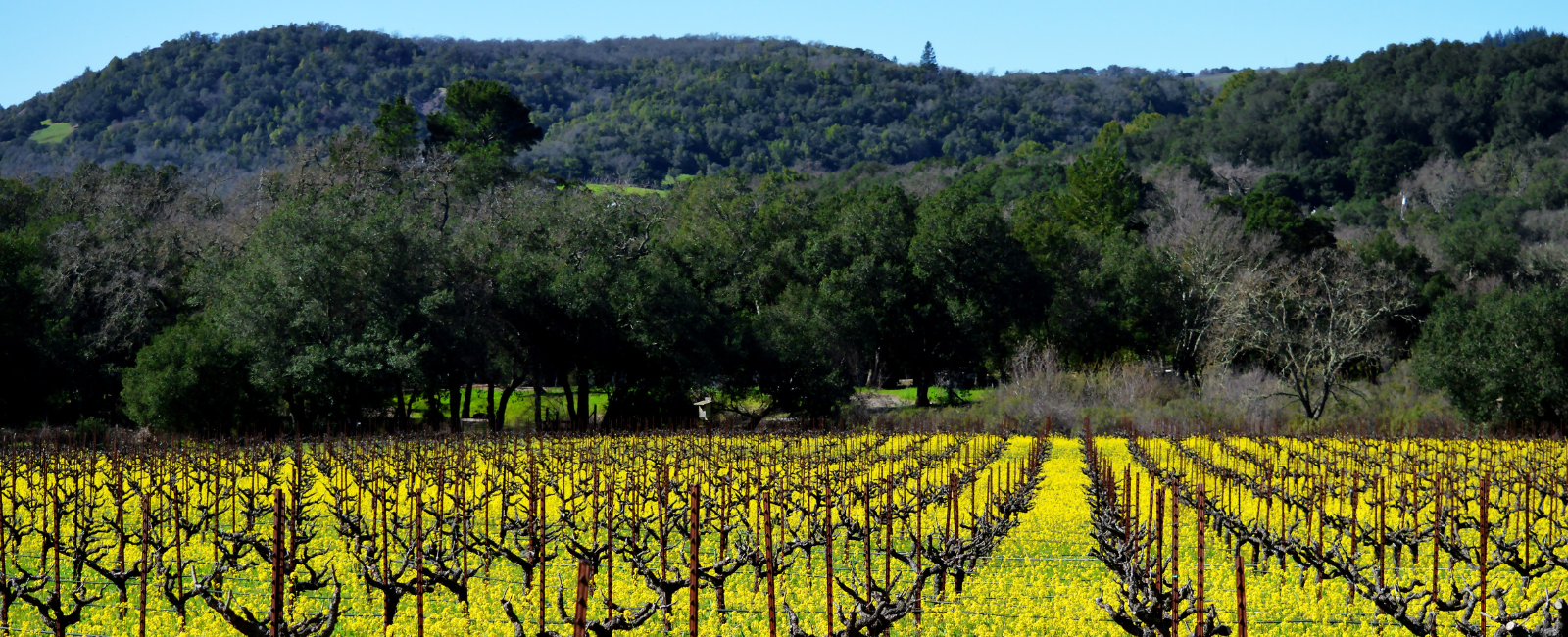 Sonoma Wine Country vineyards