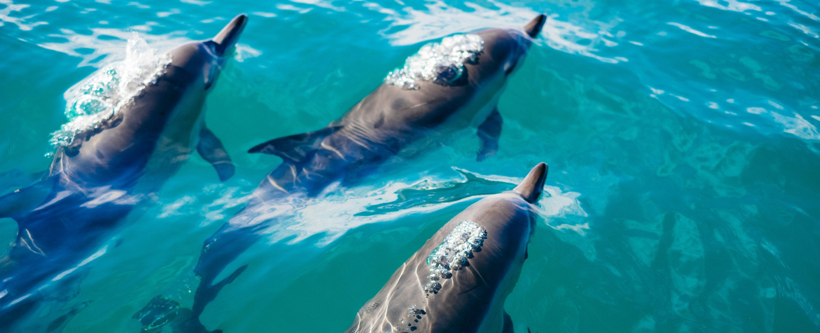 Dolphins in Kaikura