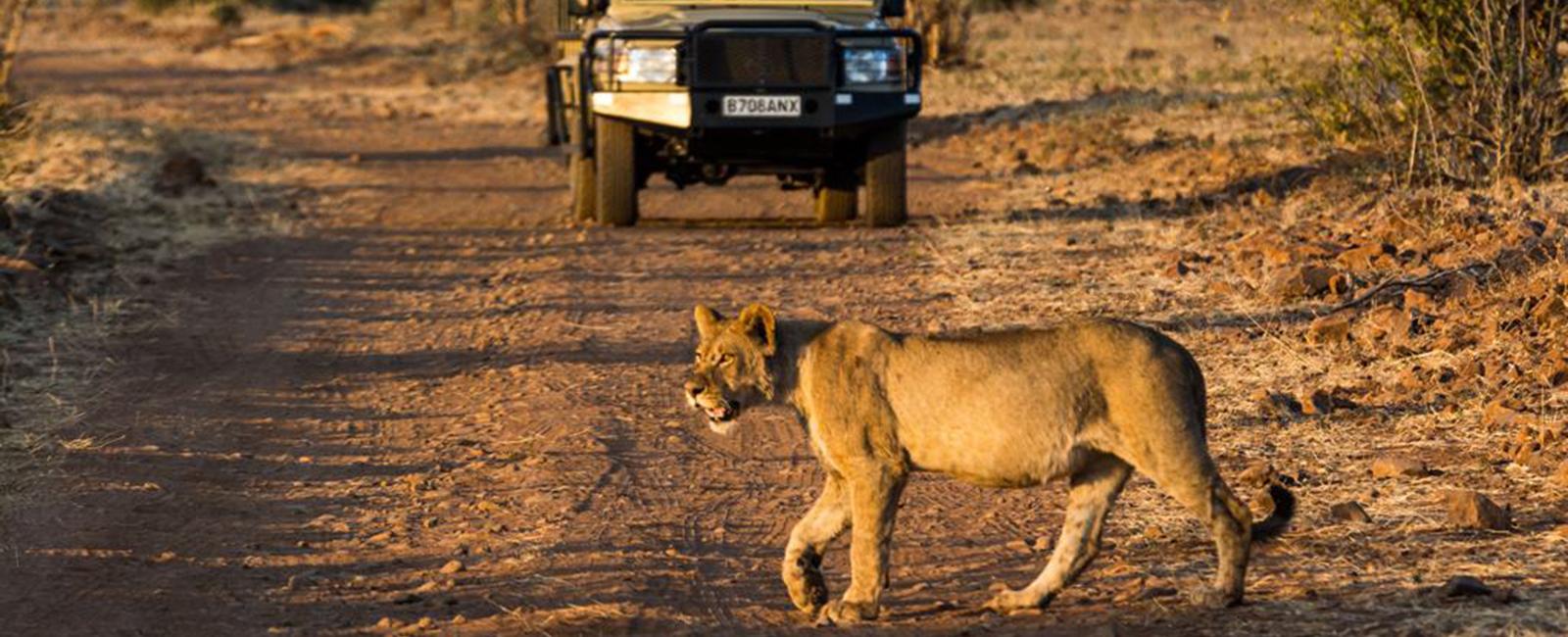 A game drive from Muchenje Safari Lodge